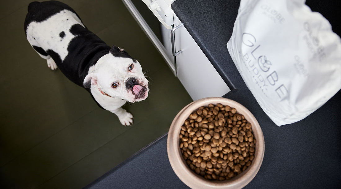Det gør en forskel, når din hund spiser Brown