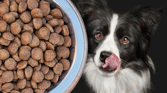 Vi crowdfunder til hundemad med klimavenligt protein