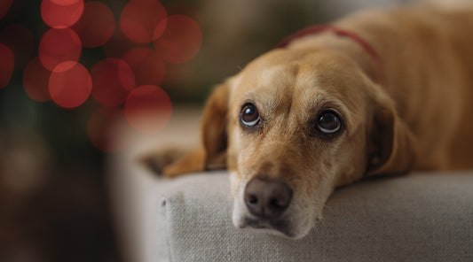 Nytår – sådan hjælper du din hund.