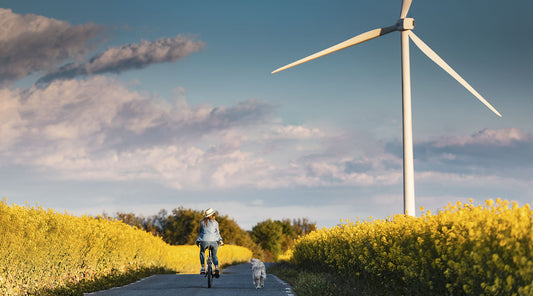 Et bæredygtigt kæledyrsliv? Sådan minimerer du hundens klimaaftryk.
