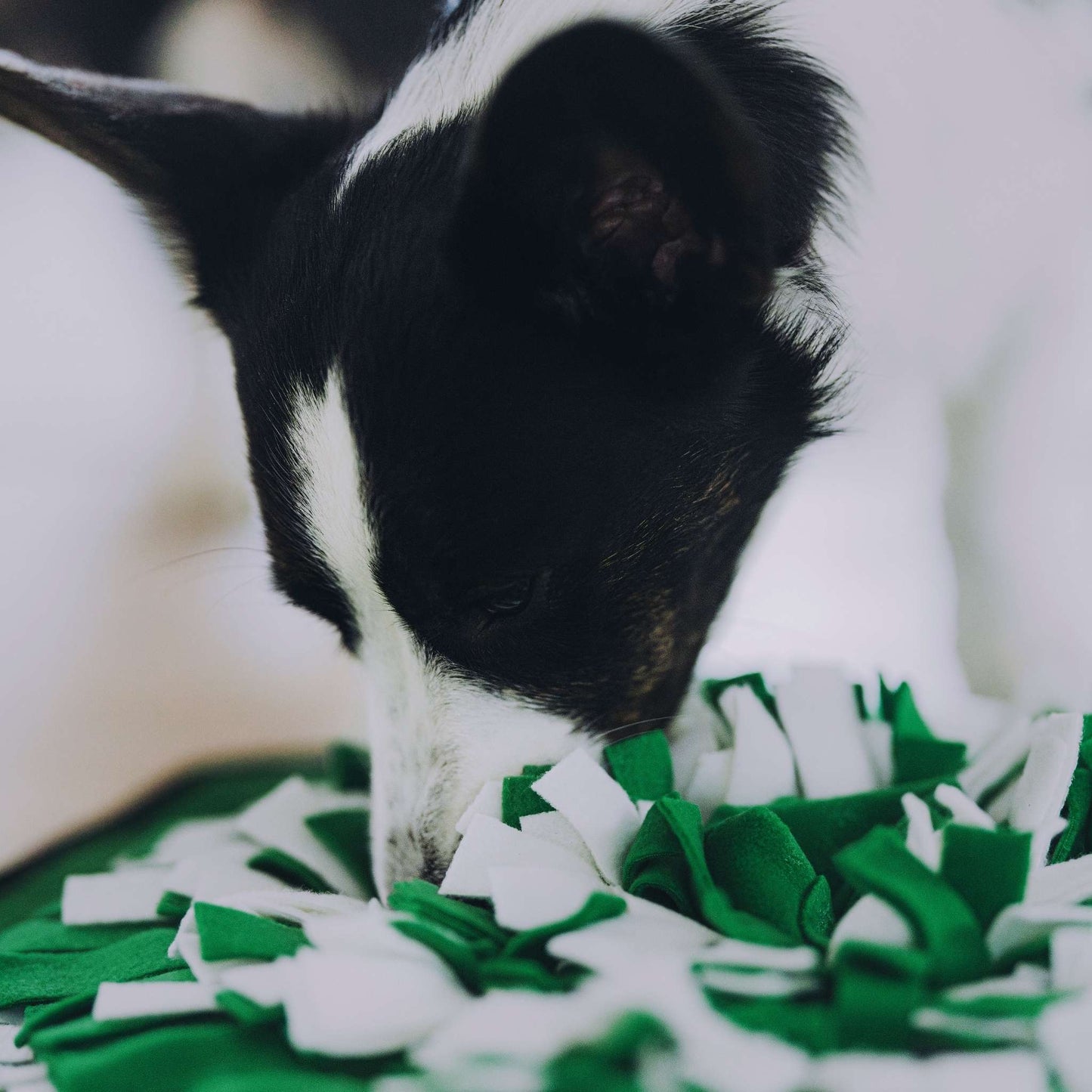 FunPack: Globe Buddy Snuzzle, snusemåtte til hunde, fleece, 50 cm + 2 poser Luxx (spar 78 kr.)