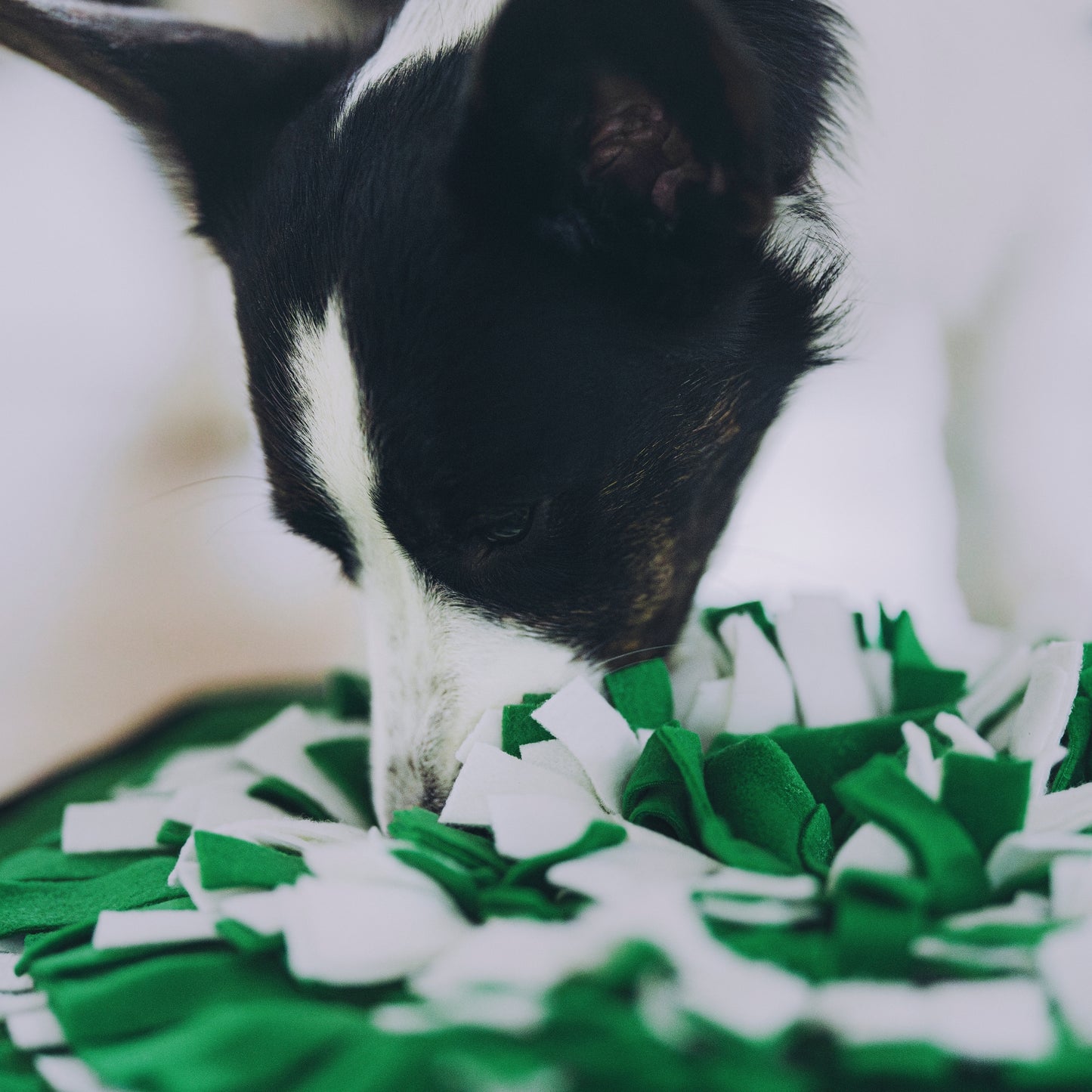 Globe Buddy Snuzzle™ – Snusemåtte til hunde, 50 cm – 3 farver